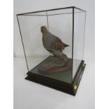 TAXIDERMY, cabinet cased display of Craigsanpuhar