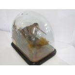 TAXIDERMY, dome cased display of Woodcock with taxidermist's signature. 32cm height