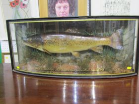 TAXIDERMY, a bow fronted cased Trout, dated 1948, 69cm width - case cracked