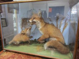 TAXIDERMY, cabinet cased display of fox family, 62cm height