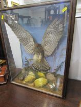 TAXIDERMY, cabinet cased hunting kestrel by Grace of Camelford, 61cm height