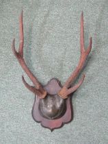 HUNTING TROPHY, an impressive Silca deer embossed metal mounted pair of 3 point antlers on mahogany