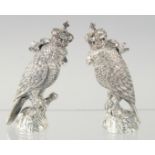 A GOOD PAIR OF SILVER PLATED COCKATOO SALT AND PEPPERS.
