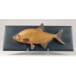 A LARGE TAXIDERMY FISH on a wooden plaque. 20ins long.
