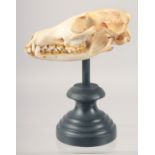 A SKULL on a stand. 5.5ins high.