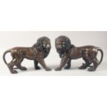 A PAIR OF CAST BRONZE MODELS OF STANDING LIONS. 12ins long.