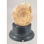 A POLISHED SECTION OF AN AMMONITE 2.5ins high on a stand.