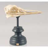 A SKULL on a stand. 5ins long.