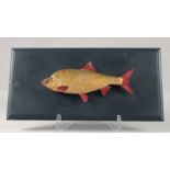 A LARGE TAXIDERMY FISH on a wooden plaque. 13Ins long.