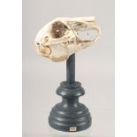 A SKULL on a stand. 3.5ins high.