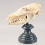 A SKULL on a stand. 6ins long.