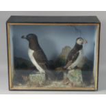 J. E. MASSET TAXIDERMY. A CASED PAIR OF BIRDS: PUFFIN AND RAZOR BILL.