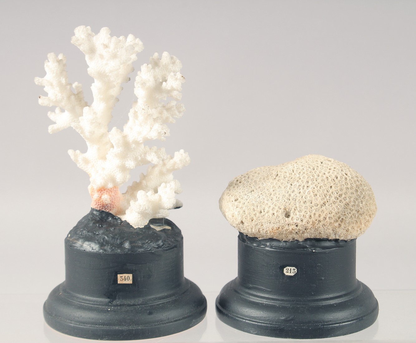 TWO CORK SPECIMENS on stands. 4ins & 2ins.