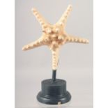 A STAR FISH SPECIMEN on a stand. 8ins high.