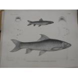 [PISCATORIA] coll'n of 48 prints, of FISH, mainly lithos of "Fish of the Nile", by J. Green,