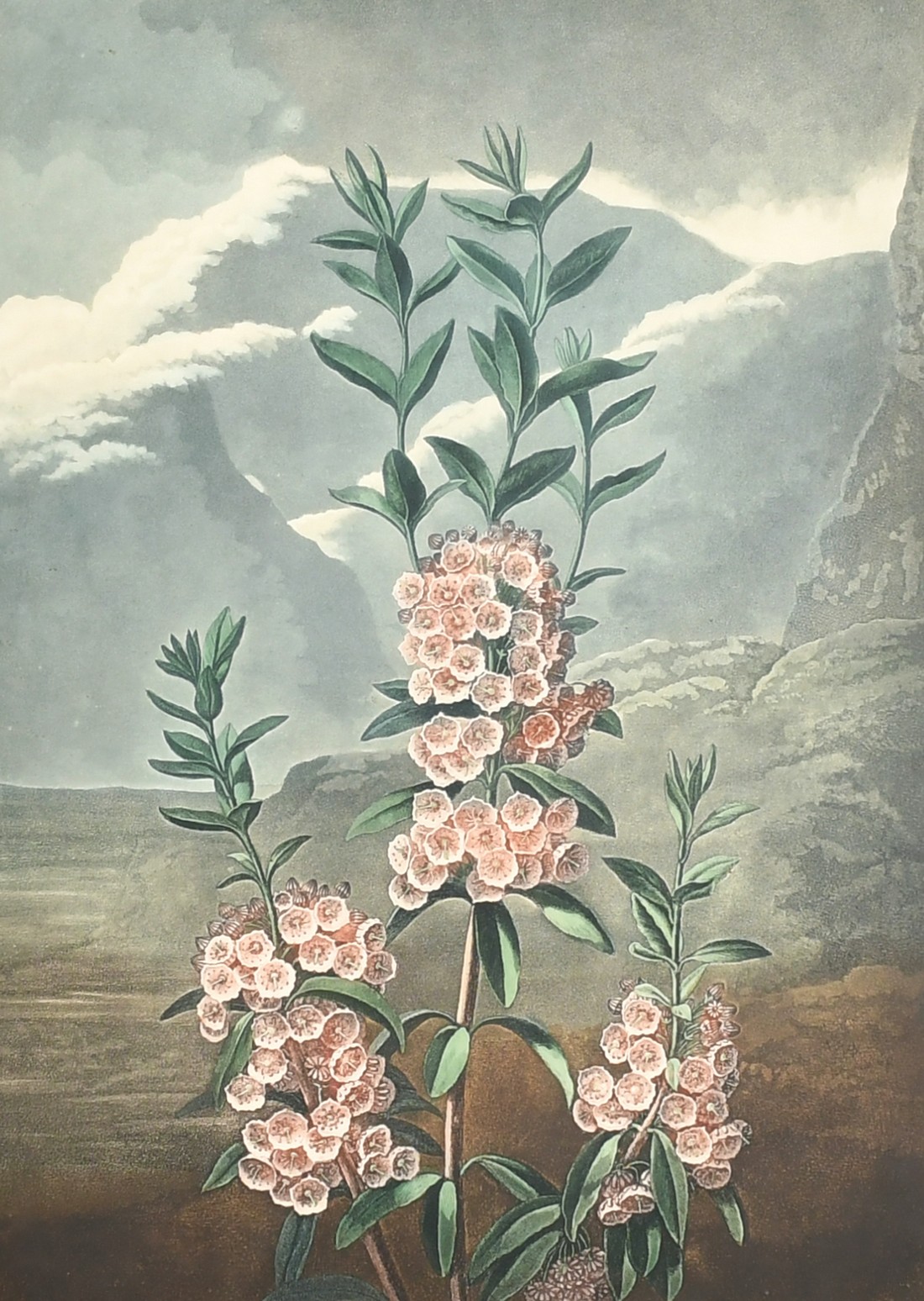 Robert John Thornton (1768-1837), from 'The Temple of Flora', after Reinagle, 'The Narrow Leaved
