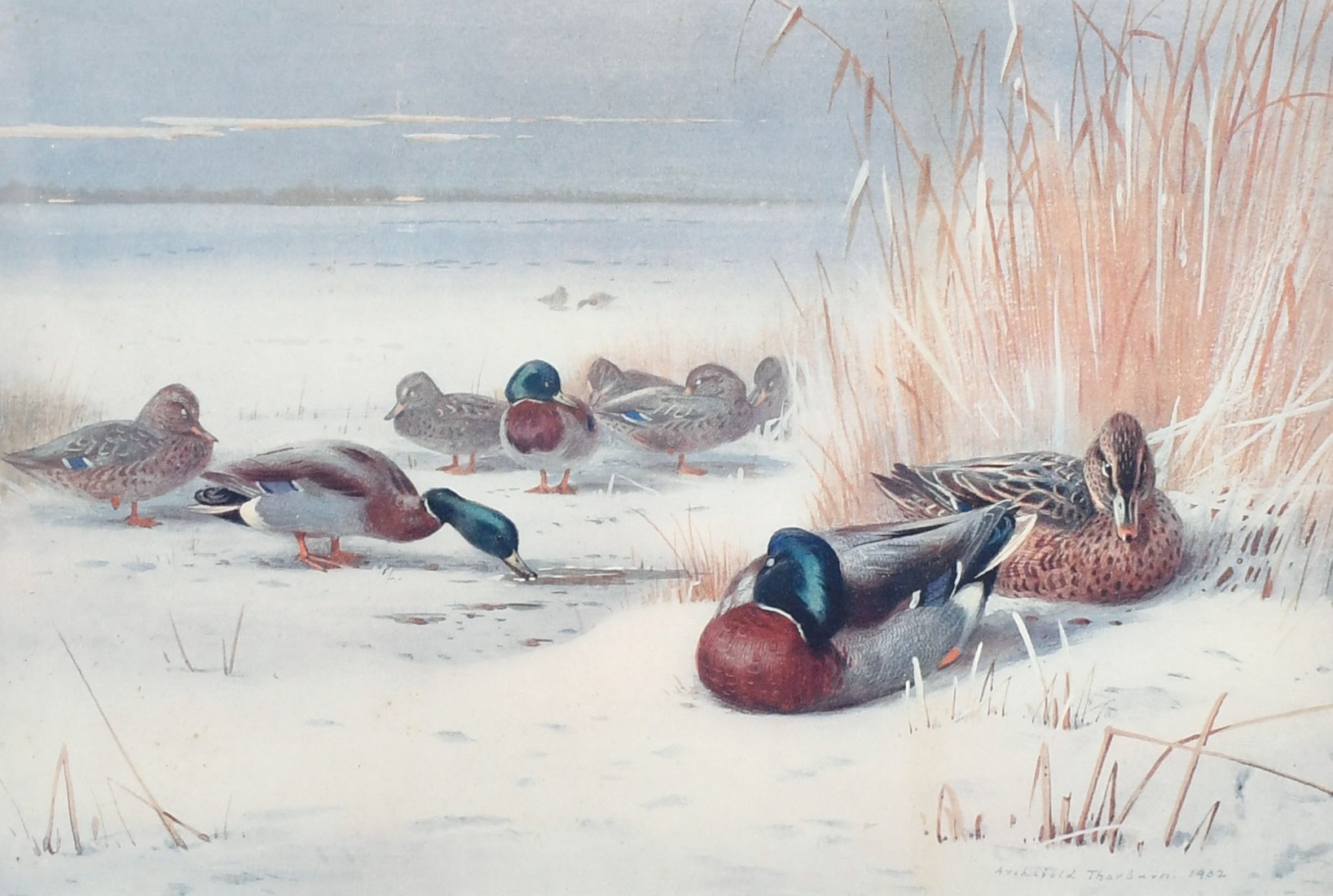 After Archibald Thorburn, 'Mallard', colour photolithograph, signed in pencil, The Tryon Gallery Ltd