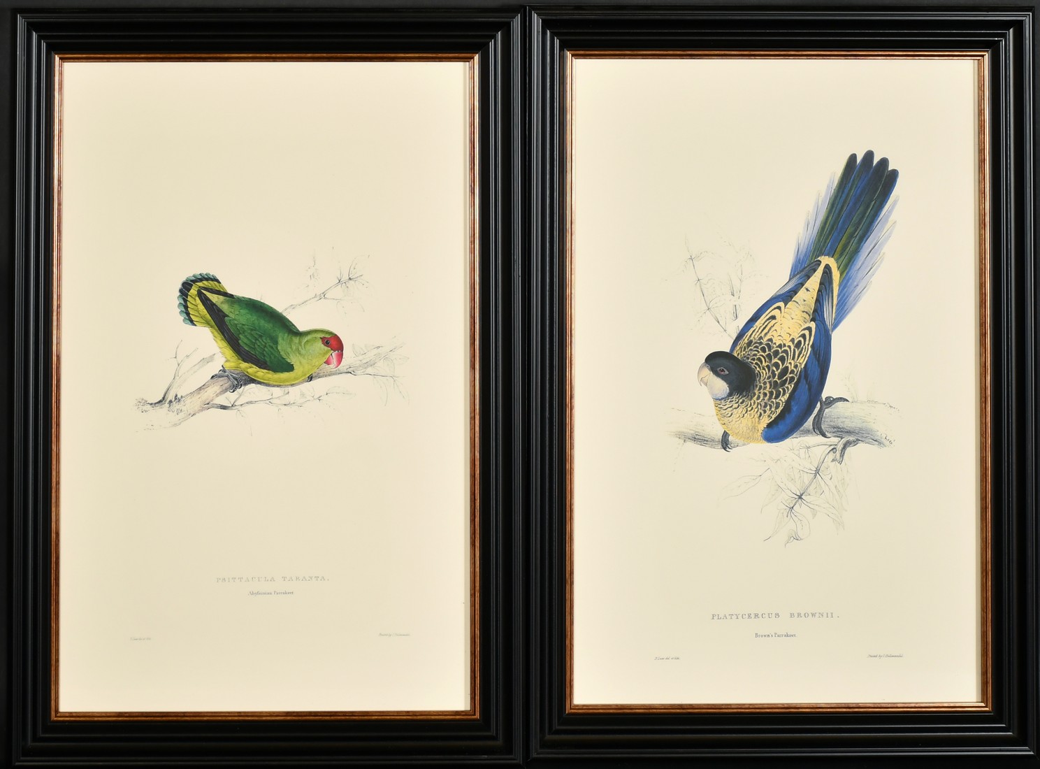 After Lear, a set of twelve 20th Century colour lithographs of parrots, each 18.75" x 12.5", (47. - Image 3 of 7