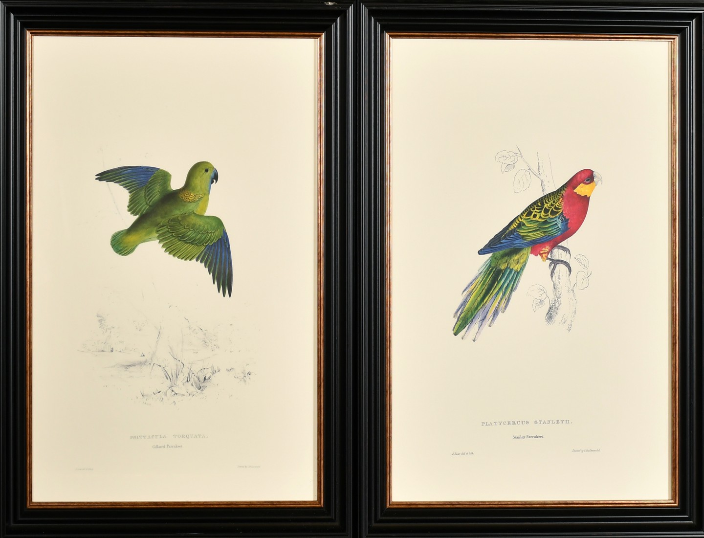 After Lear, a set of twelve 20th Century colour lithographs of parrots, each 18.75" x 12.5", (47. - Image 2 of 7