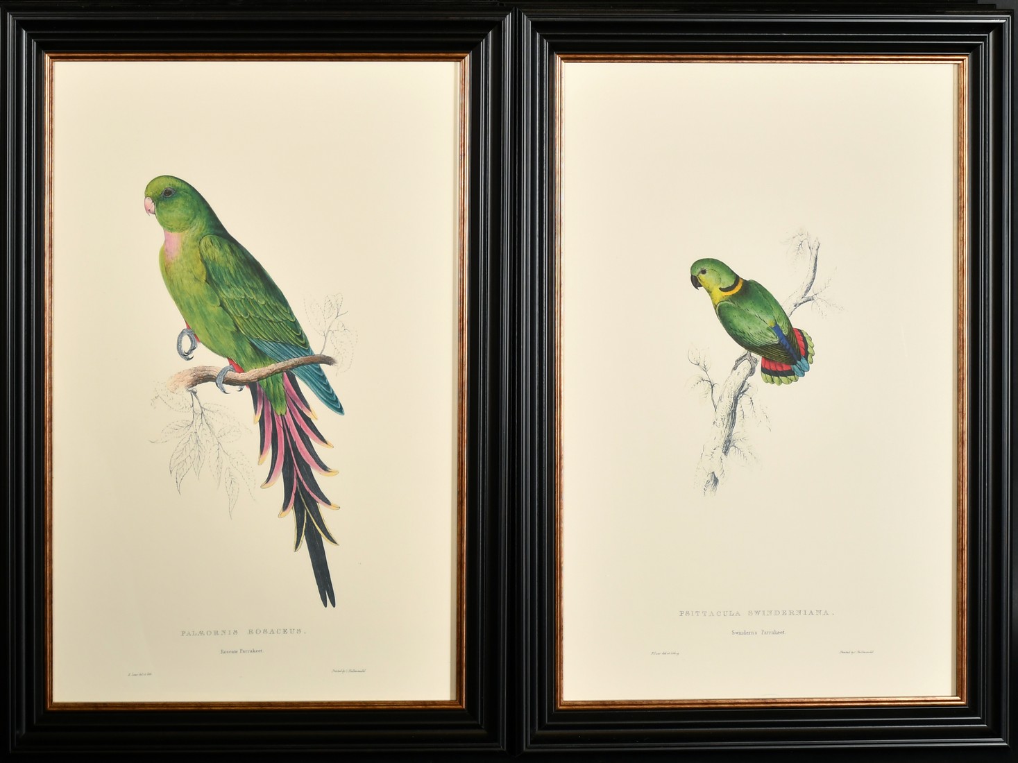 After Lear, a set of twelve 20th Century colour lithographs of parrots, each 18.75" x 12.5", (47. - Image 6 of 7