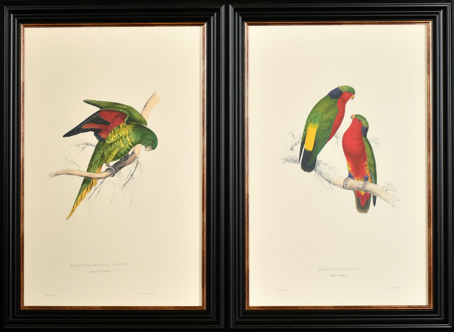 After Lear, a set of twelve 20th Century colour lithographs of parrots, each 18.75" x 12.5", (47. - Image 7 of 7