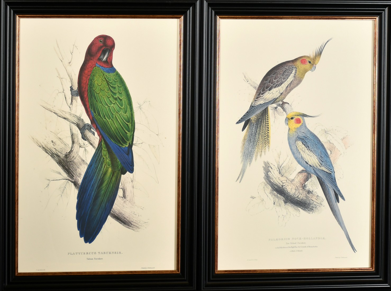 After Lear, a set of twelve 20th Century colour lithographs of parrots, each 18.75" x 12.5", (47. - Image 4 of 7