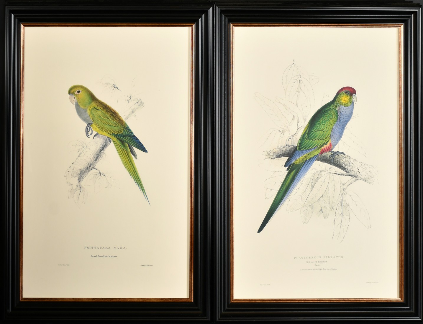 After Lear, a set of twelve 20th Century colour lithographs of parrots, each 18.75" x 12.5", (47. - Image 7 of 7