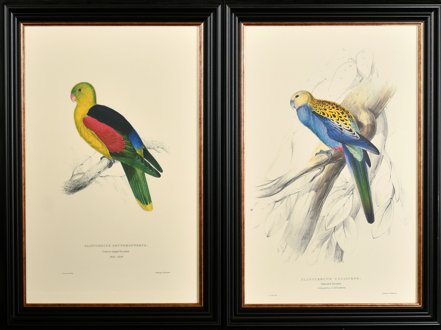 After Lear, a set of twelve 20th Century colour lithographs of parrots, each 18.75" x 12.5", (47. - Image 3 of 7