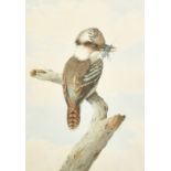 Neville Henry Cayley (1853-1903) Australian, A Kookaburra sitting on a branch with a caught insect