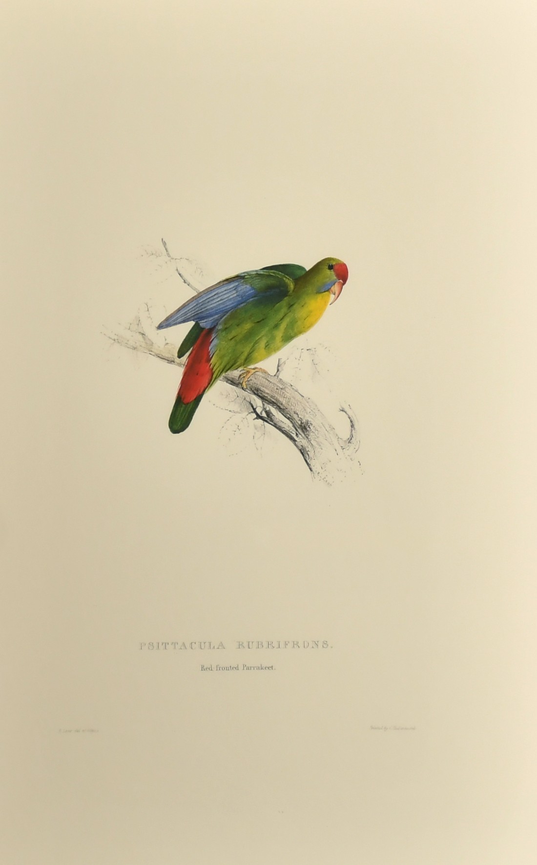 After Lear, a set of twelve 20th Century colour lithographs of parrots, each 18.75" x 12.5", (47.