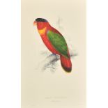 After Lear, a set of eight 20th Century colour lithographs of parrots, each 18.75" x 12.5", (47.