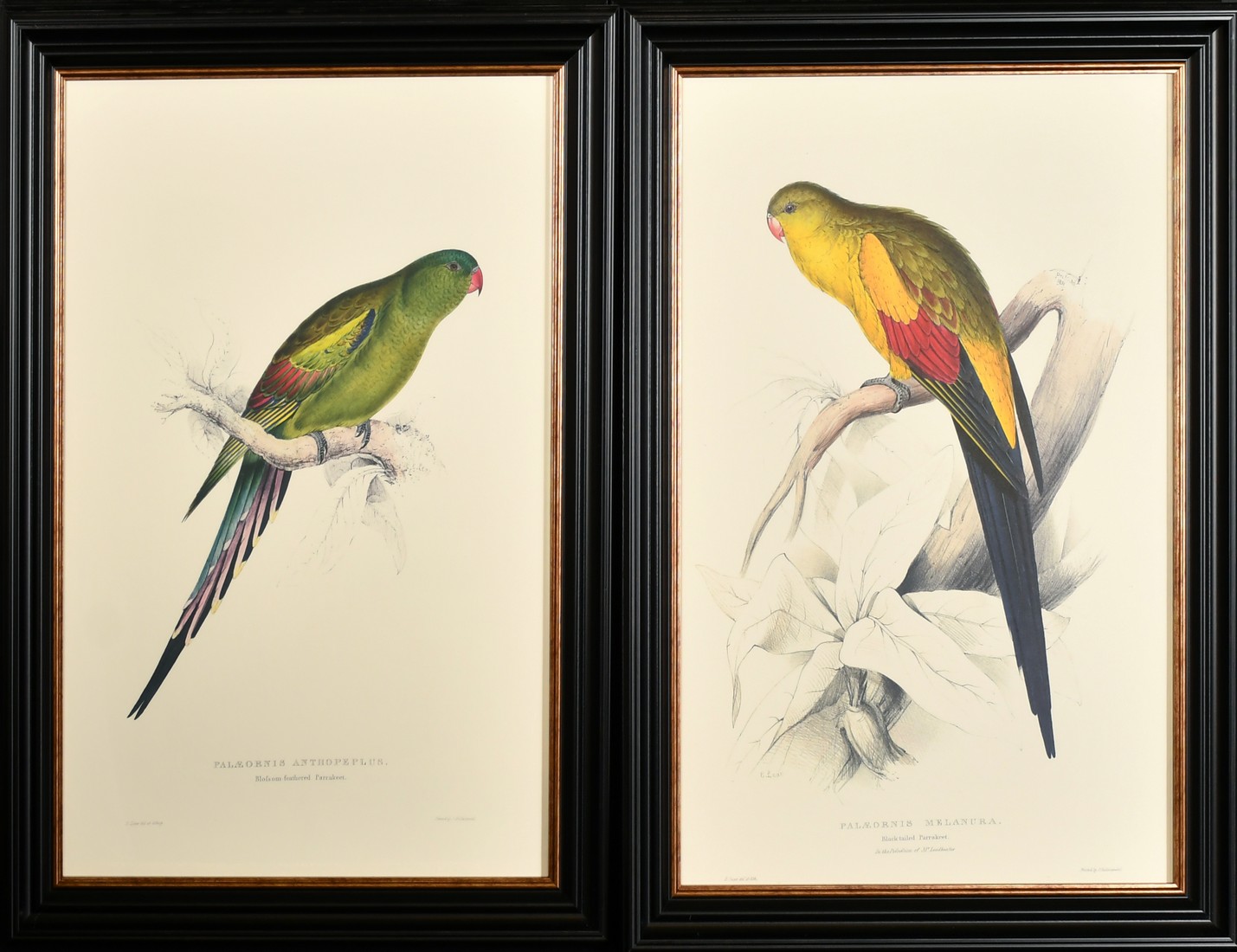 After Lear, a set of twelve 20th Century colour lithographs of parrots, each 18.75" x 12.5", (47. - Image 5 of 7