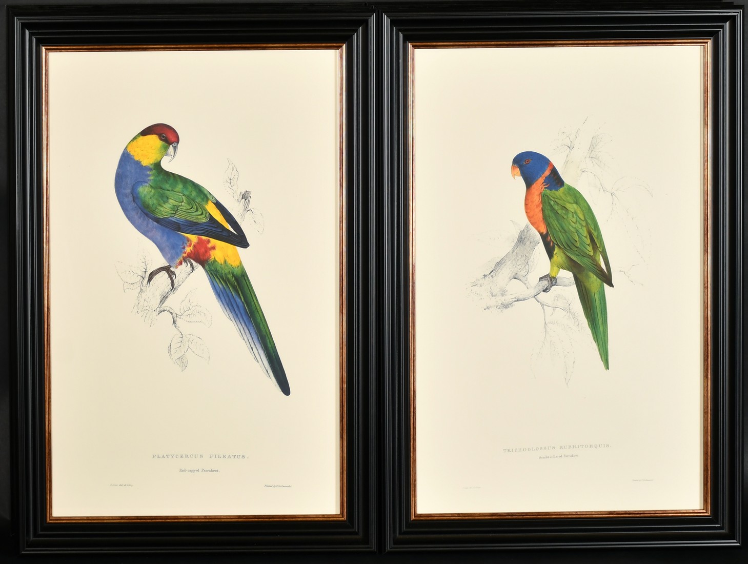 After Lear, a set of twelve 20th Century colour lithographs of parrots, each 18.75" x 12.5", (47. - Image 6 of 7