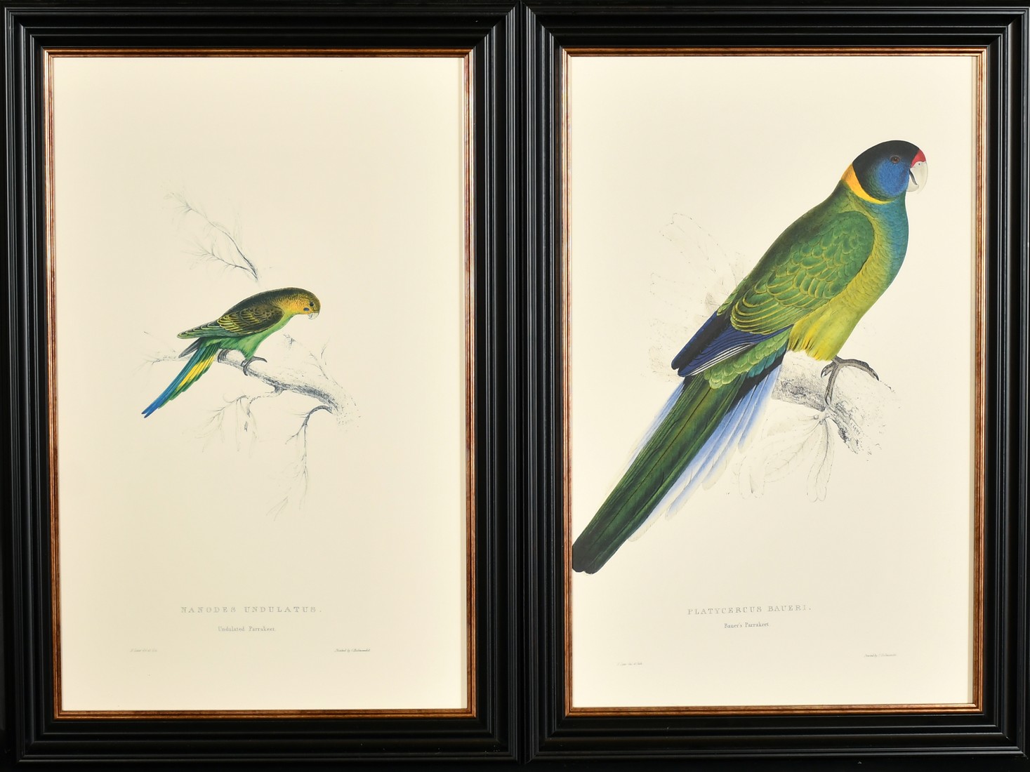 After Lear, a set of twelve 20th Century colour lithographs of parrots, each 18.75" x 12.5", (47. - Image 5 of 7