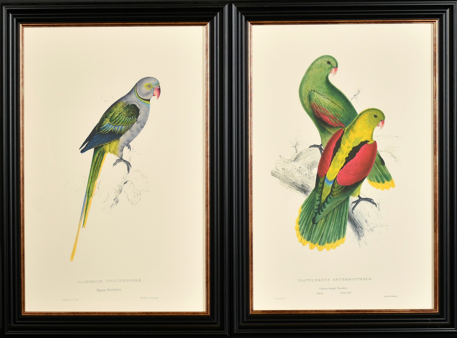 After Lear, a set of twelve 20th Century colour lithographs of parrots, each 18.75" x 12.5", (47. - Image 4 of 7