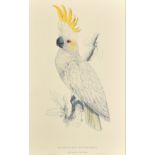 After Lear, a set of twelve 20th Century colour lithographs of parrots, each 18.75" x 12.5", (47.