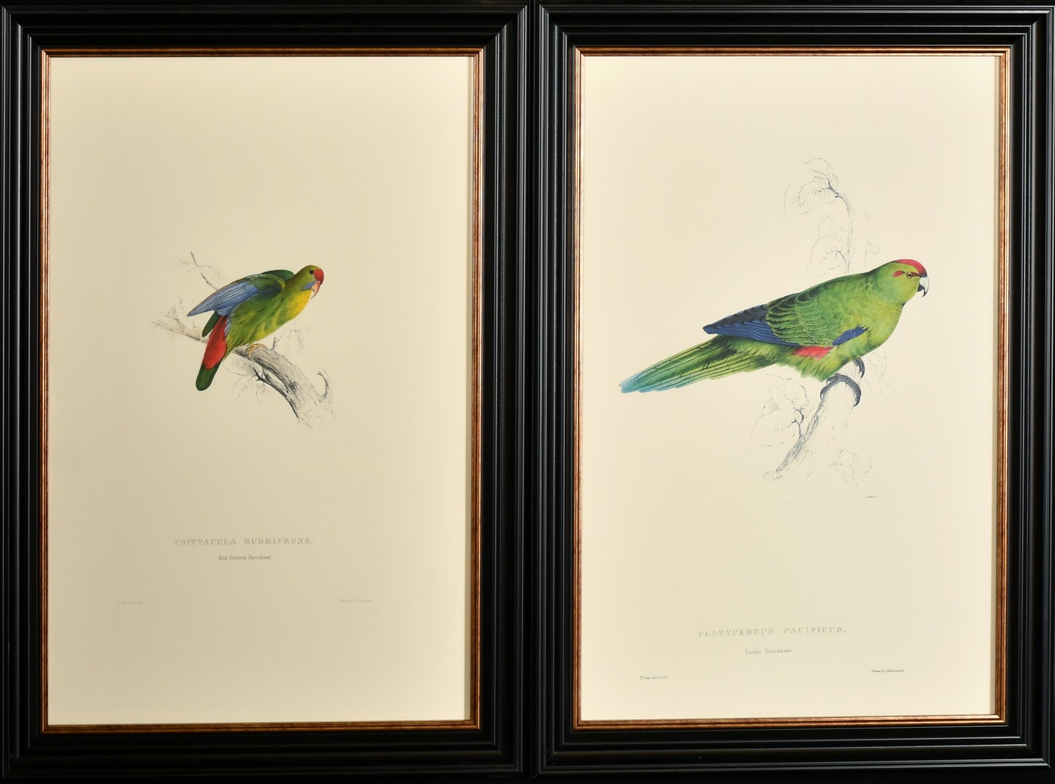 After Lear, a set of twelve 20th Century colour lithographs of parrots, each 18.75" x 12.5", (47. - Image 2 of 7