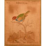 After Johan Michael Seligmann, Three 19th Century watercolours on silk of exotic birds after the