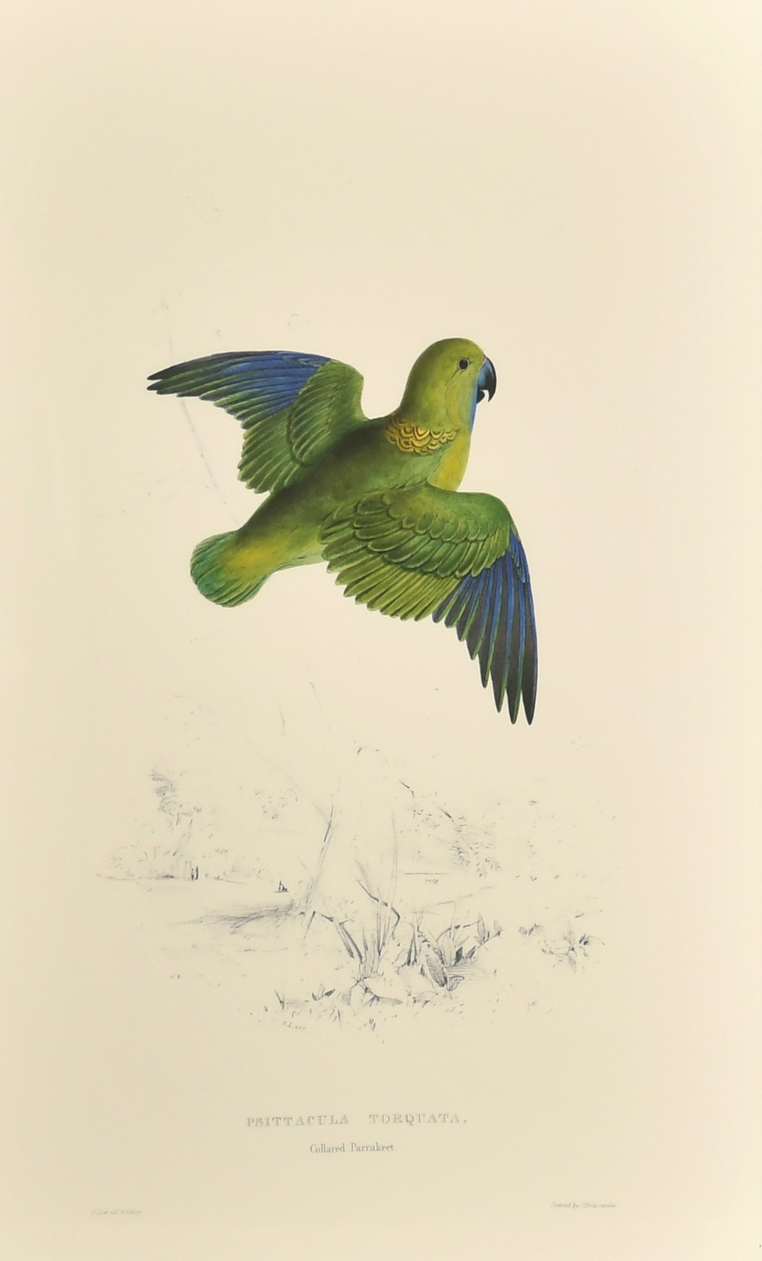 After Lear, a set of twelve 20th Century colour lithographs of parrots, each 18.75" x 12.5", (47.