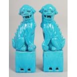 A PAIR OF TURQUOISE GLAZE PORCELAIN LION DOGS, 31.5cm high.