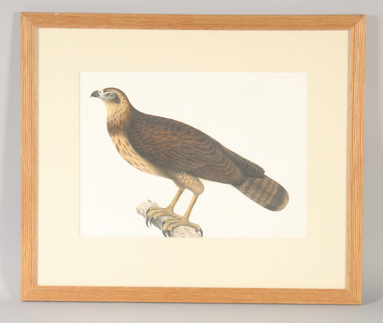 A VERY FINE AND LARGE EARLY 19TH CENTURY INDIAN COMPANY SCHOOL PAINTING of an eagle, framed and