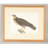 A VERY FINE AND LARGE EARLY 19TH CENTURY INDIAN COMPANY SCHOOL PAINTING of an eagle, framed and