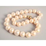 A ROW OF THIRTY ONE GRADUATED SOUTH SEA PEARLS with gold clasp.