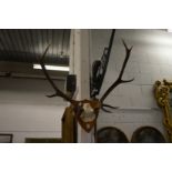 A part skull with antlers mounted on a shield shaped plaque.