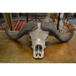 A large water buffalo skull with horns.
