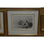 Archibald Thorburn, a group of game birds, colour print.
