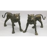 AN IMPRESSIVE, NEAR LIFE SIZE, PAIR OF BRONZE STANDING TIGERS, with gilded highlights. 3ft 8ins