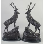 AFTER JULES MOIGNIEZ. A LARGE PAIR OF BRONZE STAGS on a marble base. Signed, 30ins high.
