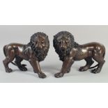 A GOOD PAIR OF BRONZE STANDING LIONS. 12ins long.