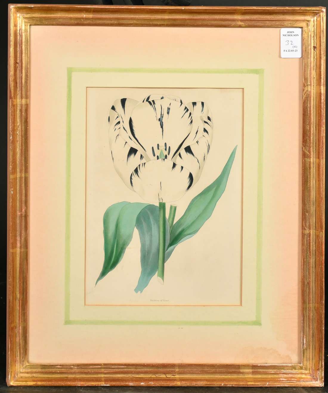 A set of four 19th Century hand-coloured engravings of tulips, each 9.5" x 6" (24 x 15cm), in fine - Image 4 of 5